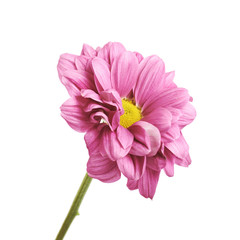 Gerbera flower isolated