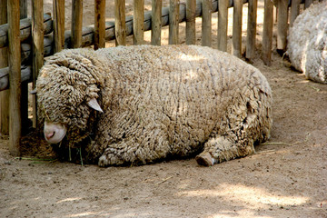Sheep rests after a long day at the zoo