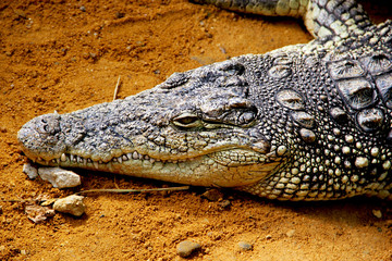 crocodile waits with his head resting on the ground