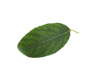 Green leaf isolated