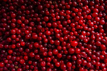 Berries of a cranberry background