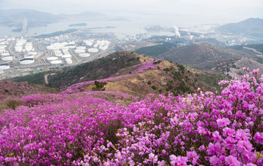 주작산에 핀 진달래