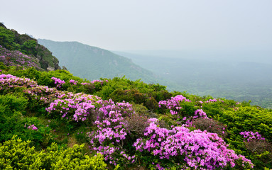Fototapety  Azalie kwitnące na Mt.