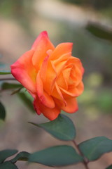 Valentine's Day, pink roses, March 8, greeting card with flowers on holiday, natural background, pink flowers in pop art style, minimalism