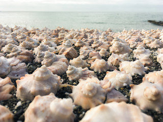 Obraz na płótnie Canvas background of small sea shells