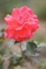 Valentine's Day, pink roses, March 8, greeting card with flowers on holiday, natural background, pink flowers in pop art style, minimalism