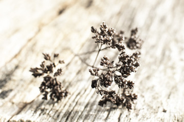 Withered branch/inflorescence on the wooden background