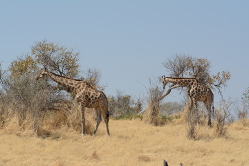 Fototapeta na wymiar Girafffe in Africa 