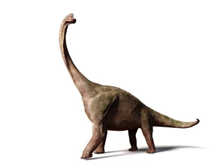 Tuinposter Brachiosaurus altithorax from the Late Jurassic (3d illustration isolated on white background) © dottedyeti