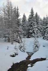 Forest stream in winter