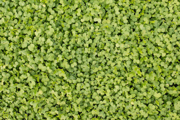 Green grass, sprout leaves texture