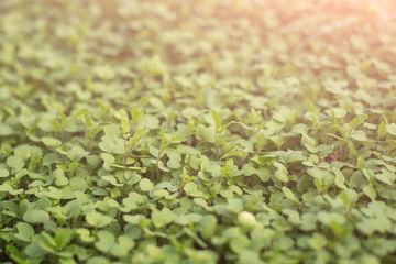 Many young green sprout leaves texture in spring