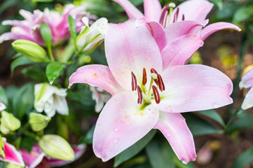 Zephyranthes flower. Common names for species in this genus include fairy lily. Valentine's Day Concept