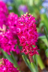 Hyacinth, Hyacinthus litwinowii Hyacinthus orientalis,