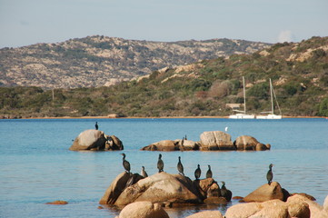 cormorani in riposo