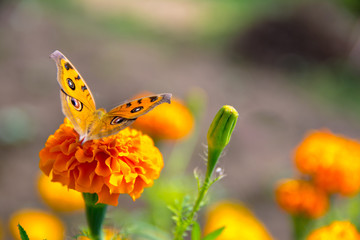 Orange, Black  Butterfly, Marigold Flower, Eye Spots
