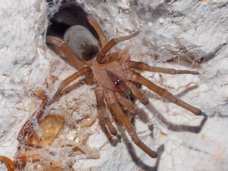 Spider (Loxosceles rufescens)