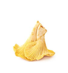 Yellow chanterelle mushroom isolated