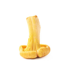 Yellow chanterelle mushroom isolated