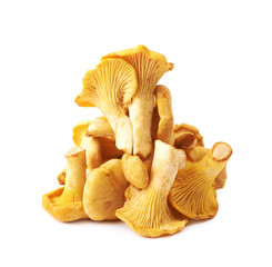 Yellow chanterelle mushroom isolated