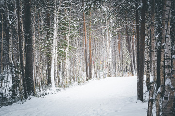 Beautiful winter forest in the Park