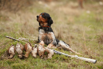hunting dog epagnol Breton on the hunt for bird