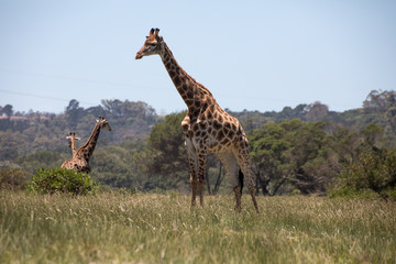 Three Giraffes standing in the grass