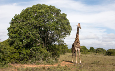 Giraffe standing next to a bush