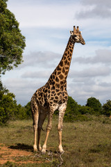Profile view of Giraffe standing in Savannah