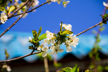 Detail of blossom cherry tree