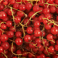 Surface covered with the red currant