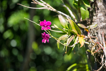 Purple orchid flower on tree with blurred background