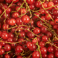 Surface covered with the red currant
