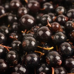 Surface coated with black currant
