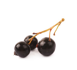 Branch of black currant berries isolated