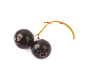 Branch of black currant berries isolated