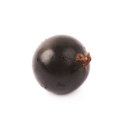 Single black currant berry isolated