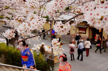 Obraz na płótnie Canvas Cityscape and cherry tree of Kyoto
