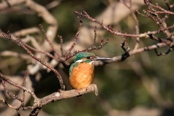 池の上の枝に留まるカワセミ