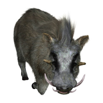 3D Rendering Common Warthog on White