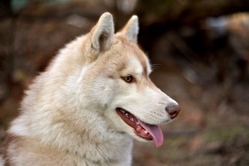 the red-haired Husky dog walks on the street. Man and dog Siberian huskies concept. young man with his dog sitting on street in the park.