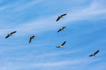 Flock with greylag geese flying in the sky