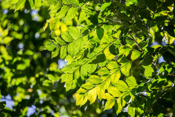Fototapeta na wymiar Green leaf with back light on tree