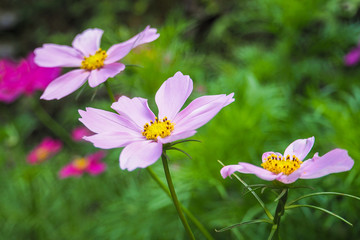 Obraz premium Pink Cosmos flowers with blurred green field