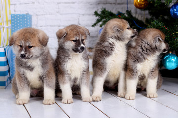 Japanese Akita-inu, akita inu dog puppys sits on a the New Year's background