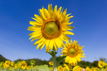 Closeup Beautiful of a Sunflower or Helianthus in Sunflower Field, Bright yellow sunflower Lopburi, Thailandnd