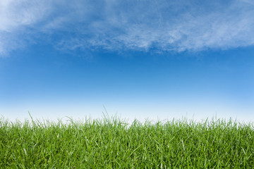 Fototapeta na wymiar Green grass and blue sky,great as a background