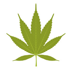 Leaf of marijuana - cannabis on white background