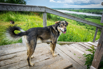 Beautiful dog stands on a wooden ladder and looks into the distance
