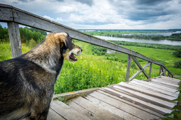 Beautiful dog stands on a wooden ladder and looks into the distance